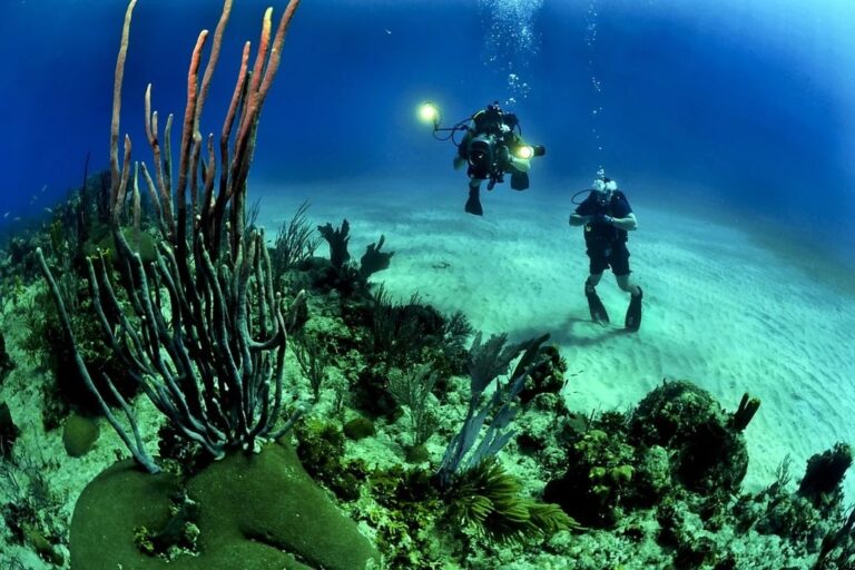 Les meilleurs spots de plongée en Méditerranée Le Bougainviller News — free download