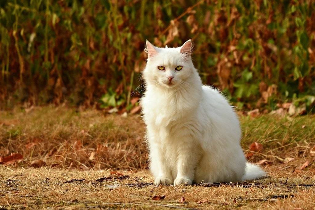 Nourriture pour chat : croquettes ou pâtée ?