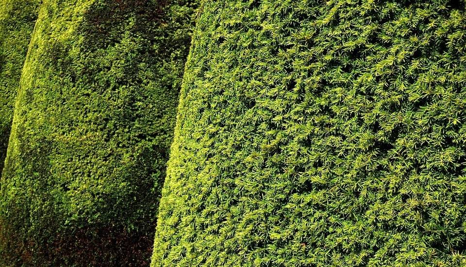 Pourquoi il est essentiel de confier votre jardin à un professionnel ?